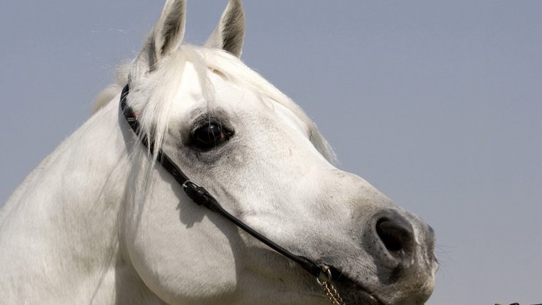 Морда белой лошади