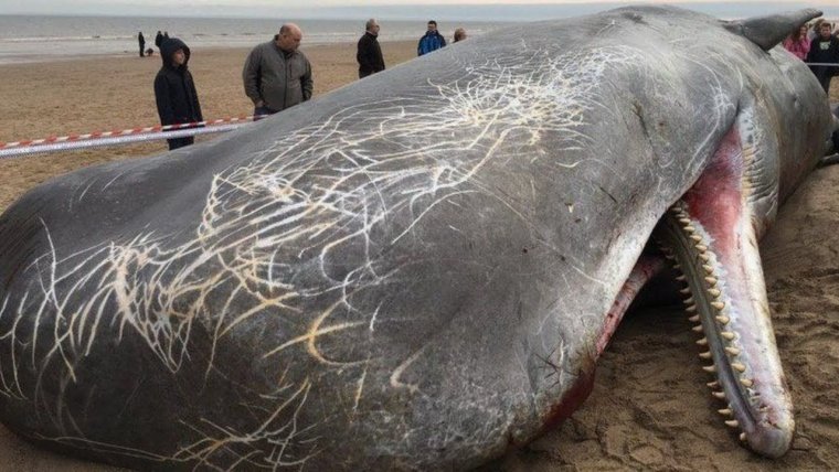 Самый большой Кашалот в мире