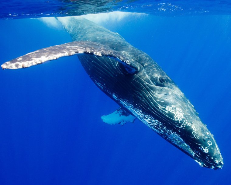 Кит млекопитающее