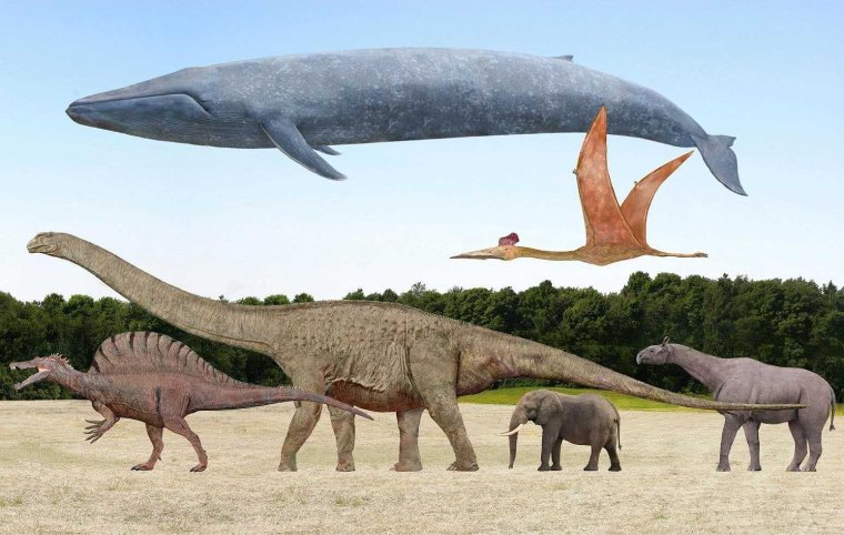 Кит зауропод Argentinosaurus