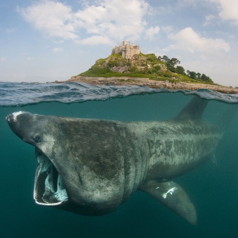 Баскинг Шарк