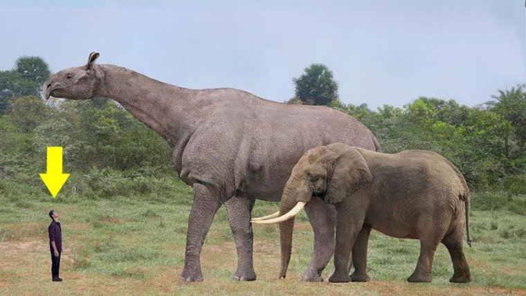 Гигантский носорог Индрикотерий