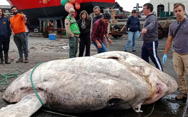 Самая большая рыба в мире