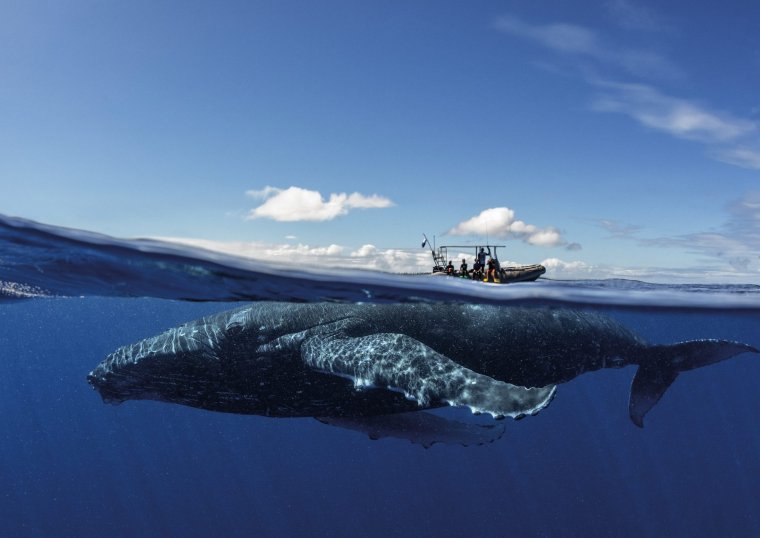 Кит и корабль