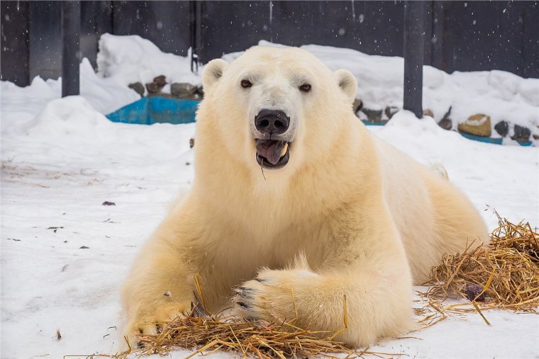 Белая Медведица Марфа