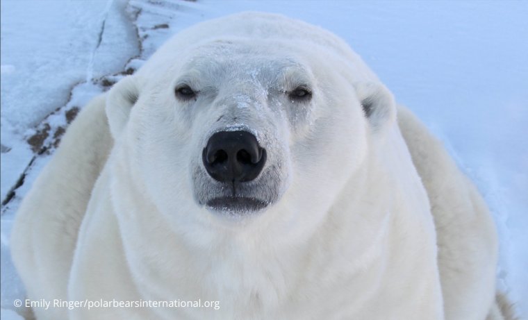 Толстый белый медведь