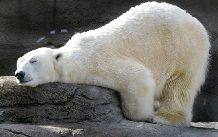 Толстый белый Медвежонок