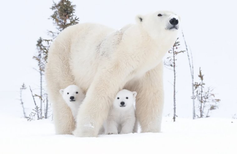 Белый медведь хозяин Арктики