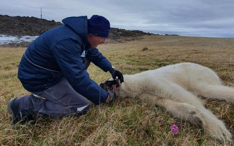 Спасение животных