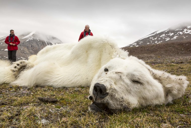 Белый медведь рядом с человеком
