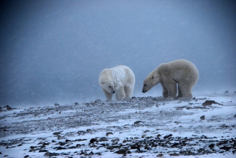 Белый медведь WWF