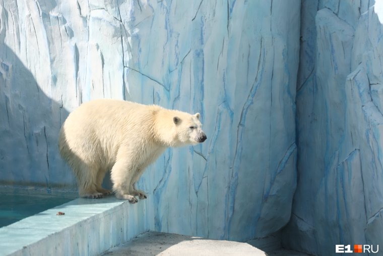Гигантский белый медведь