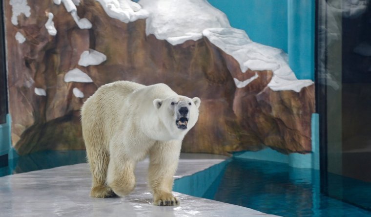 Белый медведь в океанариуме