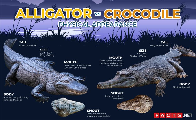Alligator and Crocodile difference