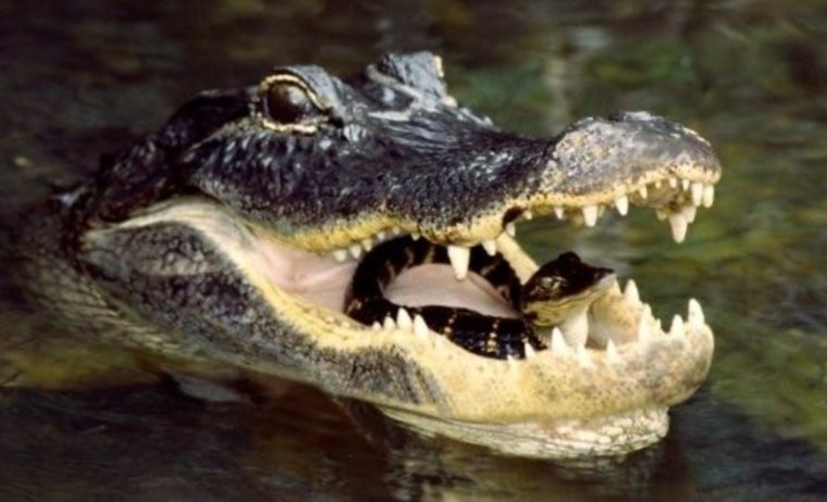 Нильский крокодил детеныш