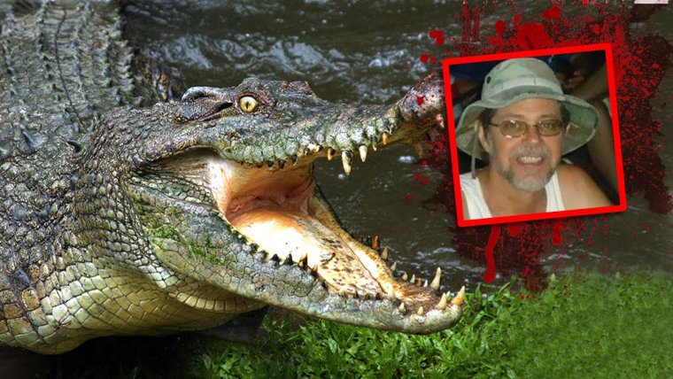 Крокодил Аллигатор Кайман гавиал