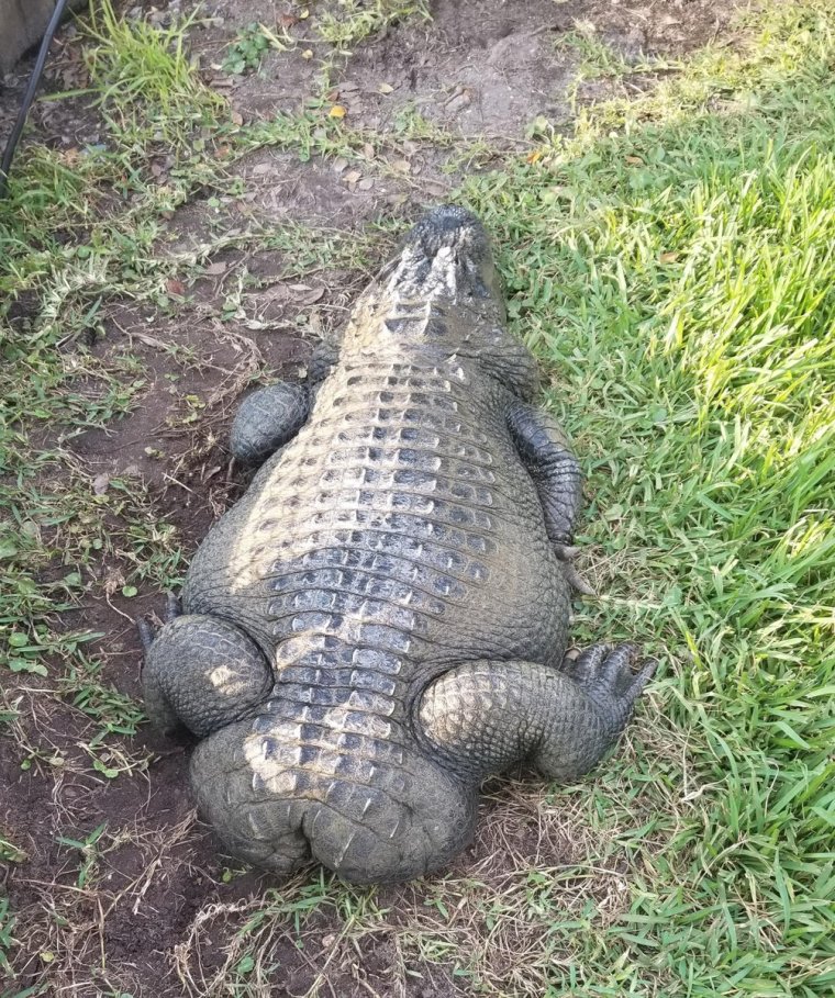 Упоротый Аллигатор