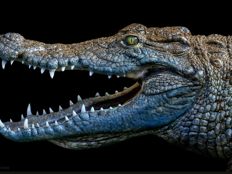 Крокодил портрет