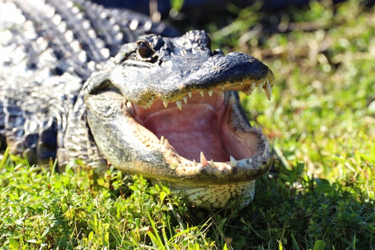 Миссисипский Аллигатор отряд