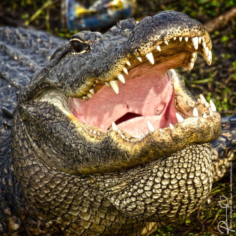 Королевский Аллигатор
