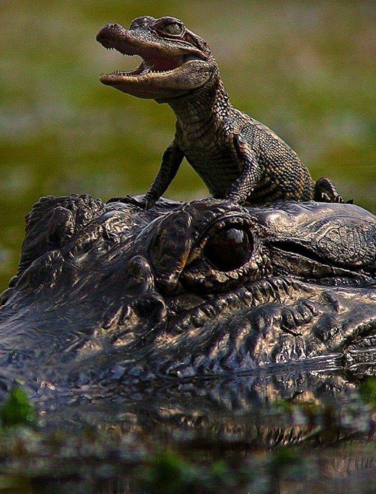 Рептилии крокодилы