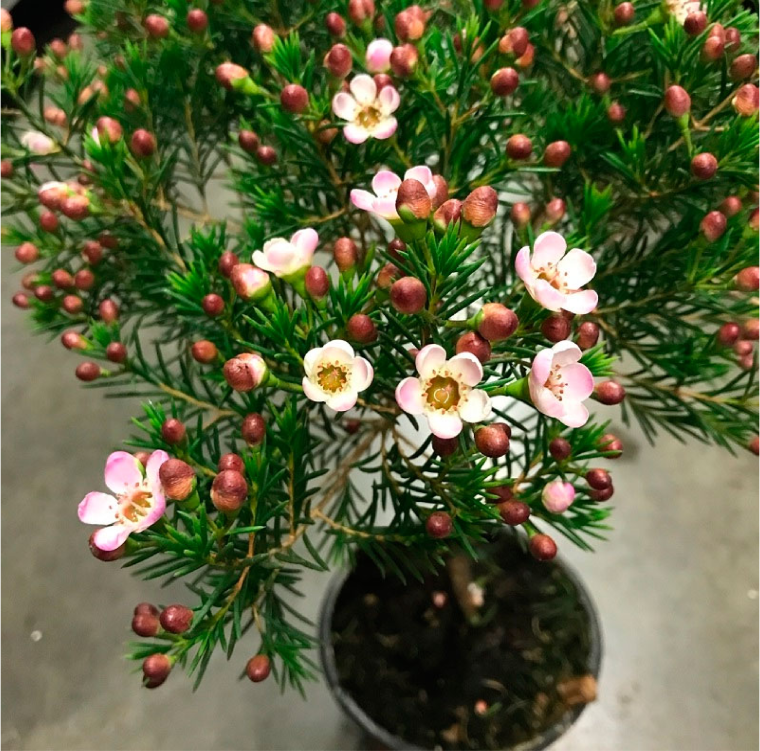 Мирт хамелациум