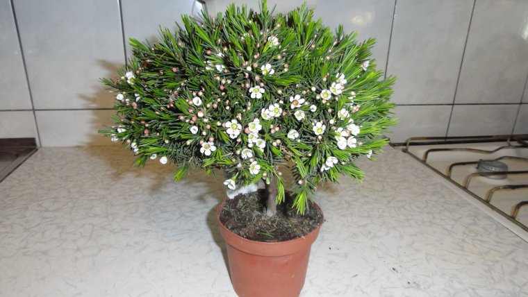 Хамелациум крючковатый