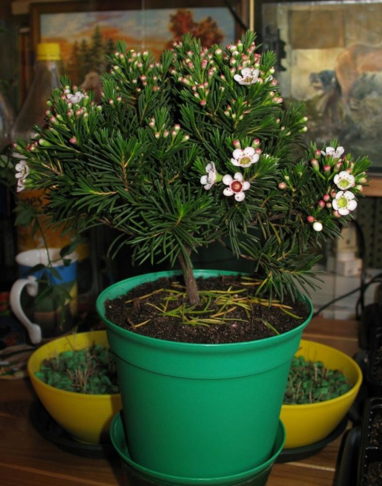 Мирт хамелациум