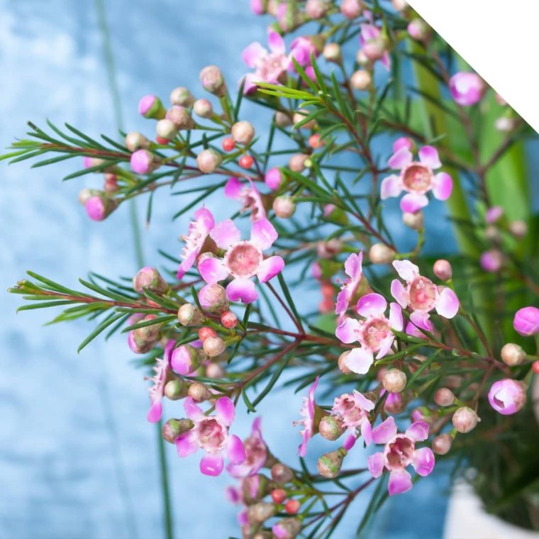 Хамелациум орхид