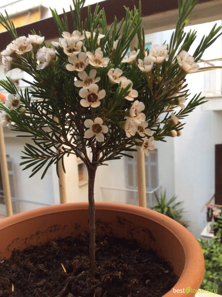 Мирт австралийский хамелациум