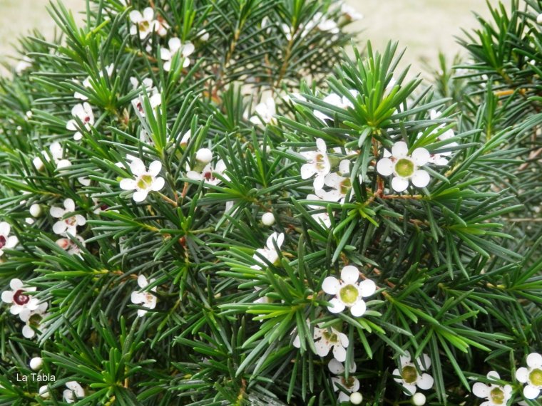 Хамелациум Snowflake