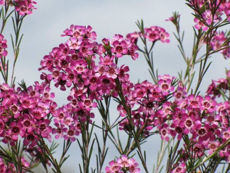 Хамелациум Ваксфлауэр
