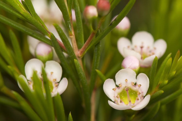 Хамелациум крючковатый белый