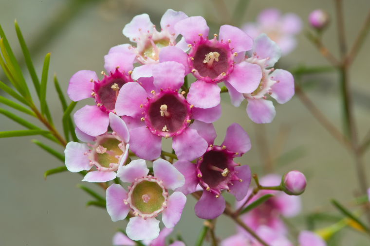 Хамелациум Эден