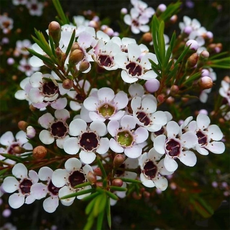 Хамелациум Сноуфлейк