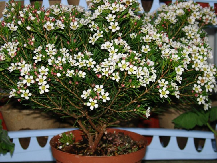 Мирт хамелациум