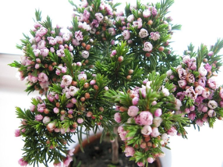 Мирт хамелациум