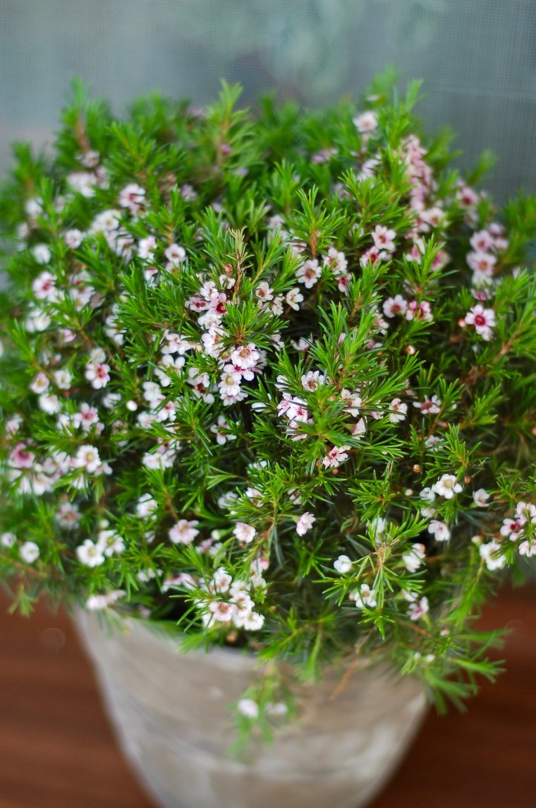 Хамелациум крючковатый