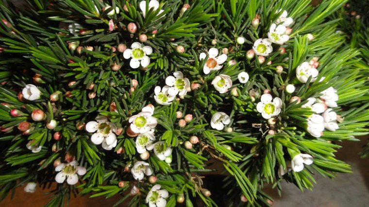 Хамелациум орхид