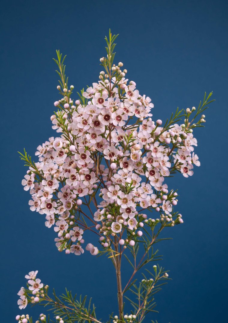 Хамелациум Ваксфлауэр