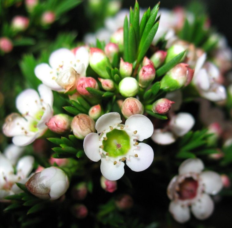 Хамелациум Сноуфлейк