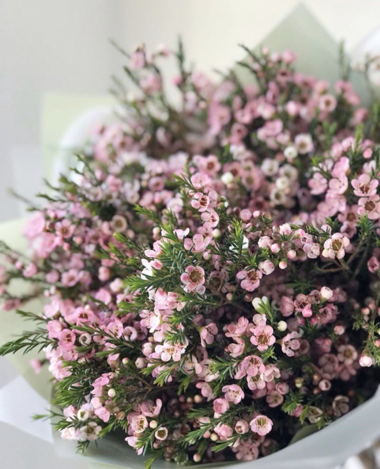 Хамелациум крючковатый