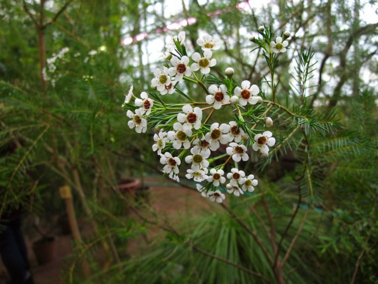 Хамелациум Ваксфлауэр