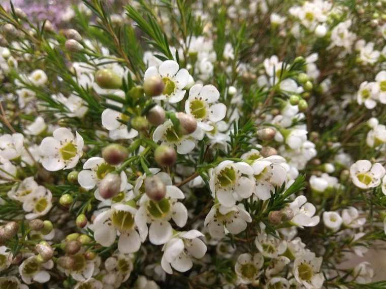 Хамелациум белый