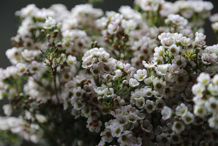 Хамелациум Ваксфлауэр