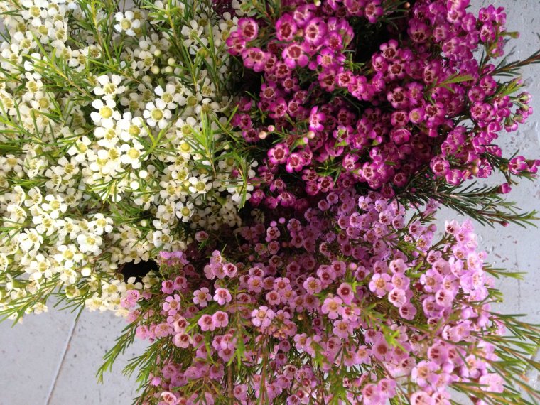 Хамелациум Ваксфлауэр