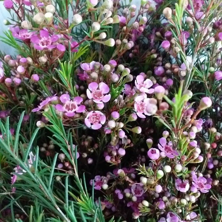 Хамелациум восковой Мирт