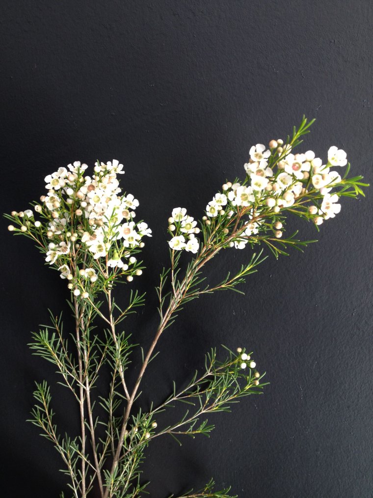 Хамелациум Мунлайт