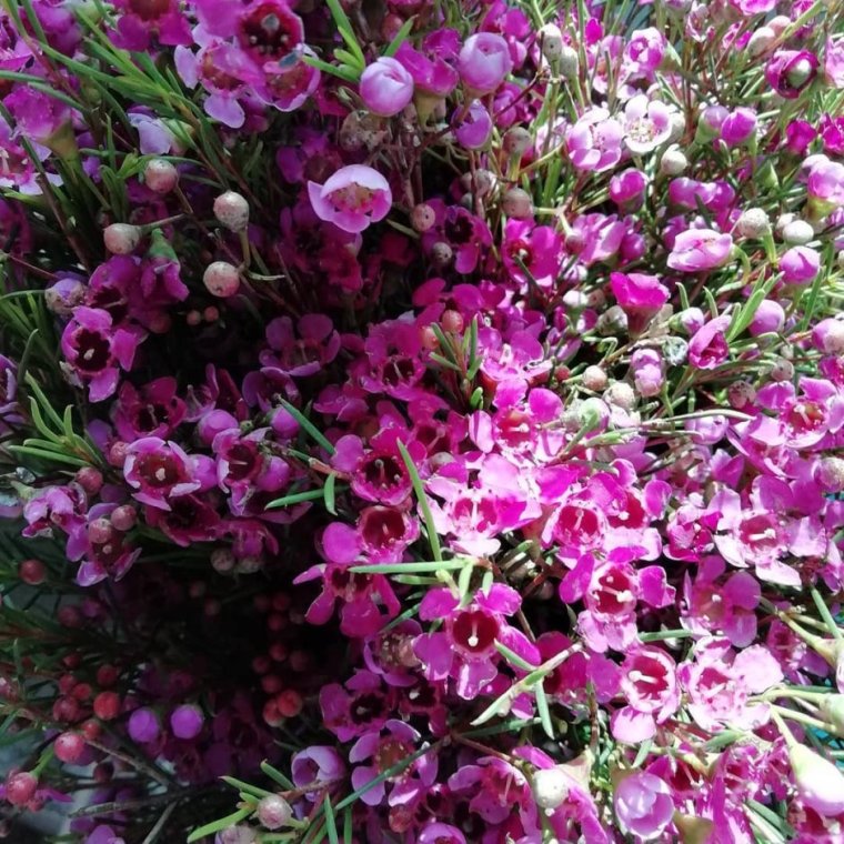 Хамелациум орхид