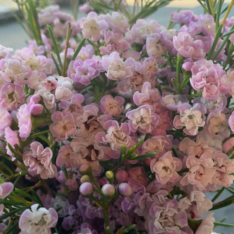 Хамелациум дансинг куин